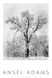 Oak Tree, Snowstorm, Yosemite National Park, 1948 Art Poster Print by Ansel Adams, 24x36 Photography Art Poster Print by Ansel Adams, 24x36