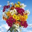 Pom Poms Assorted Daisy 144 Flowers