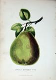 1885 Gardening Gansel'S Bergamot Pear Fruit Colour