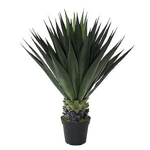 Agave Gigante Outdoor Plant - Frontgate