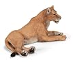 Lioness Lying