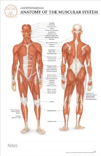 11x17 Post-It Anatomy Poster - The Anatomy of the Human Muscular System