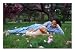 10-year-old Girl with Golden Retriever Puppy Animals Photographic Poster Print by Frank Siteman, 16x12