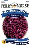 Ferry-Morse Perennial Flower Seeds 1077 Maiden Pinks 100 Milligram Packet