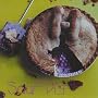 Sour Pie