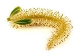 White Willow Blossom - 24