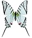 Framed Zebra Swallowtail Butterfly Riker Mount (8