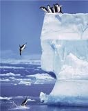 Posters: Penguins Mini Poster - Iceberg Diving I (20 x 16 inches)