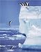 Posters: Penguins Mini Poster - Iceberg Diving I (20 x 16 inches)