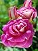 Change of Heart (Rosa Hybrid Tea) - Bare Root Rose