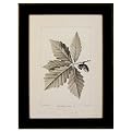 American Oak