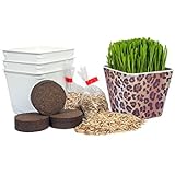 Priscilla's Pet Kitty Cat Grass Leopard Combo (3 Pack Kit) Planter Container