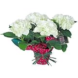 Potted White Hydrangea Sympathy Plant