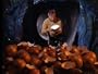 The Devil in the Dark
