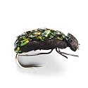 Flash Beetle