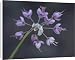 Canvas Prints of Nodding onion (Allium cernuum), Glacier National Park, Montana, United States from Robert Harding