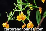 Epicattleya Rene Marques 'Flame Thrower' HCC/AOS