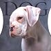 Dog Gallery Calendar 2005 (Workman Gallery Calendar)