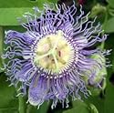 Passionsblume incarnata - Passiflora incarnata - Samen