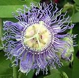 Eigenschaften tropical.garden  / Passionsblume incarnata - Passiflora incarnata - 5 Samen