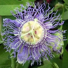 Passionsblume incarnata - Passiflora incarnata - Samen