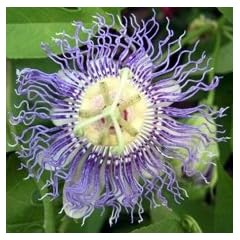 Passionsblume incarnata - Passiflora incarnata - Samen
