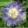 Passionsblume incarnata - Passiflora incarnata - Samen