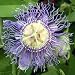 Passionsblume incarnata - Passiflora incarnata - Samen