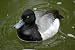 Scaup Taxidermy Photo Reference Cd