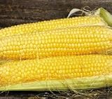 Corn Seeds - Corn Butterfruit Original Early
