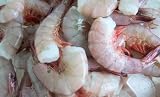 Key West Pink Shrimp
