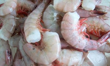 Key West Pink Shrimp by Fresh Choice Seafood
