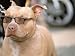 Pit Bull Terrier Wearing Sunglasses Photographic Poster Print by Allen Russell, 16x12