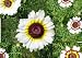Painted Daisy Flower Seeds - 3,000 Seeds in Each Packet with Free Shipping