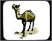 Mouse Pad with camel, walking, hump, brown, dromedary