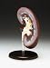 Kidney Model
