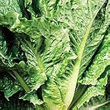 Organic Cosmo-Savoy Leaf Romaine Lettuce - 450 Seeds