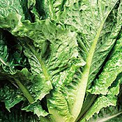 Organic Cosmo-Savoy Leaf Romaine Lettuce - 450 Seeds