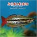 Aquarium 2010 Wall Calendar