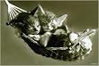 Kittens In Hammock - Poster (Size: 36'' x 24'')