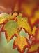 Red Maple Tree Leaves in their Fall Colors, Acer Rubrum, North America Photographic Poster Print by David Cavagnaro, 18x24