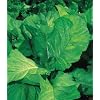Florida Broadleaf Mustard - 6000 Seeds - BONUS PACK!
