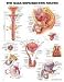 The Male Reproductive System (Teach & Learn)