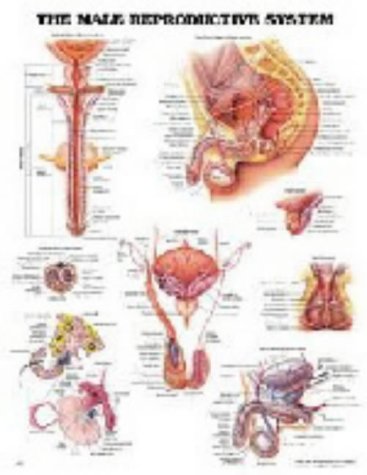 The Male Reproductive System (Teach & Learn)