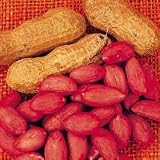 Peanut Seeds - Peanut Virginia Jumbo