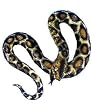 Giant Python Costume Prop - Fun with Egyptian Costumes!