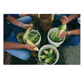 A Family Shucks Sweet Corn on Their Family Farm Food & Beverage Photographic Poster Print by Melissa Farlow, 32x24