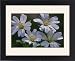 Framed Prints of ME-1283 Field MOUSE-EAR - flowers, in Spring from Ardea Wildlife Pets