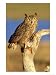 Great Horned Owl on Dead Snag, Colorado Photographic Poster Print by Daybreak Imagery, 12x16