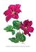 Clematis Madame Edouard Andre 28x42 Giclee on Canvas Image